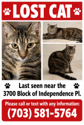 Lost Female Cat last seen Americana Way, Rocklin, CA 95677