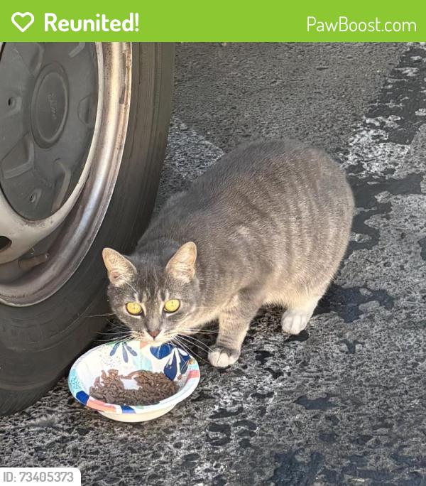 Reunited Female Cat last seen Hood Rd, Sacramento, CA 95825