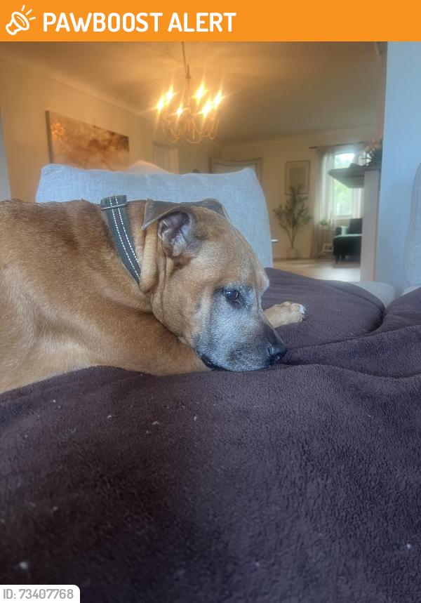 Found/Stray Male Dog last seen 22nd and 58th JW cate rec. park, North Myrtle Beach, SC 29582