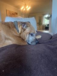 Found/Stray Male Dog last seen 22nd and 58th JW cate rec. park, North Myrtle Beach, SC 29582
