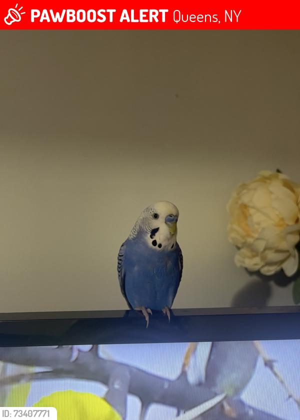 Lost Male Bird last seen 58th St , between Broadway & 37 ave, Queens, NY 11377