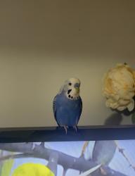 Lost Male Bird last seen 58th St , between Broadway & 37 ave, Queens, NY 11377