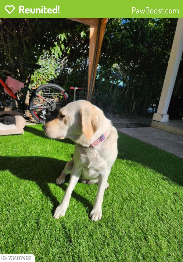 Reunited Female Dog last seen Menlo Park, Menlo Park, CA 94025