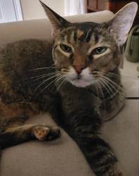 Found/Stray Female Cat last seen near Bella Terra neighborhood, Temple, TX 76502