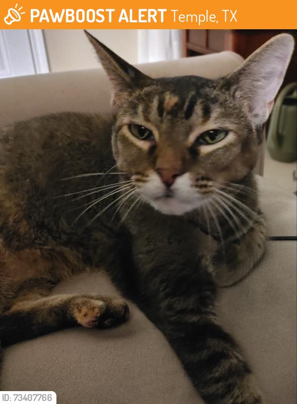 Found/Stray Female Cat last seen near Bella Terra neighborhood, Temple, TX 76502