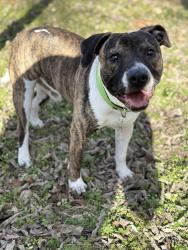 Lost Male Dog last seen Birge and Grant, Sherman, TX 75092