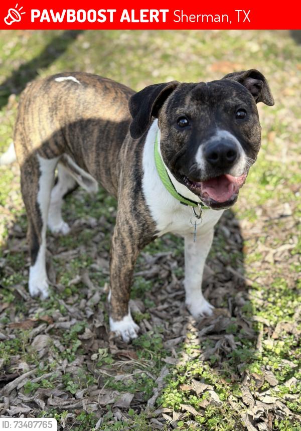 Lost Male Dog last seen Birge and Grant, Sherman, TX 75092
