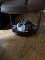 Found/Stray Unknown Rabbit last seen McBride & Underwood, Hayward, CA 94544