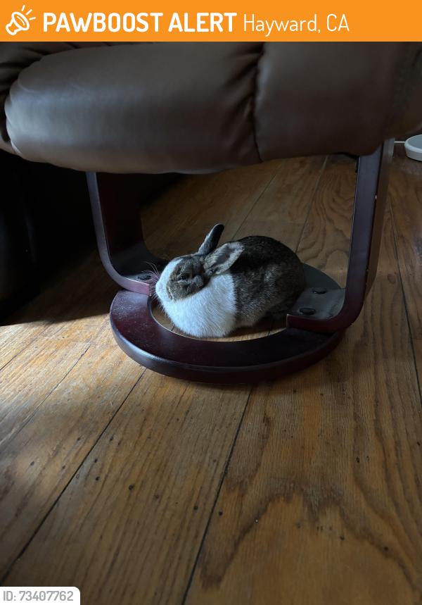Found/Stray Unknown Rabbit last seen McBride & Underwood, Hayward, CA 94544