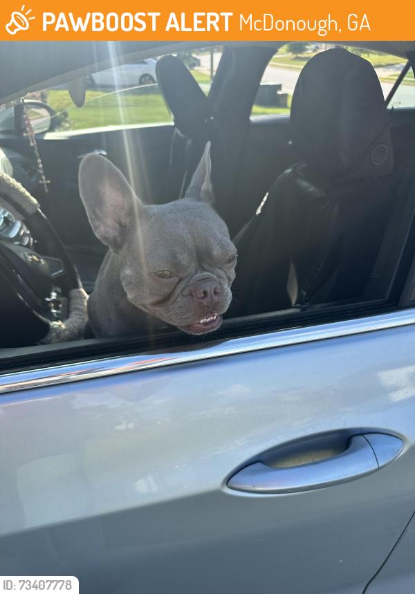 Found/Stray Female Dog last seen U-Haul place in McDonough ga, McDonough, GA 30253