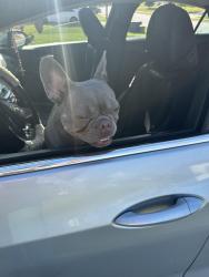 Found/Stray Female Dog last seen U-Haul place in McDonough ga, McDonough, GA 30253