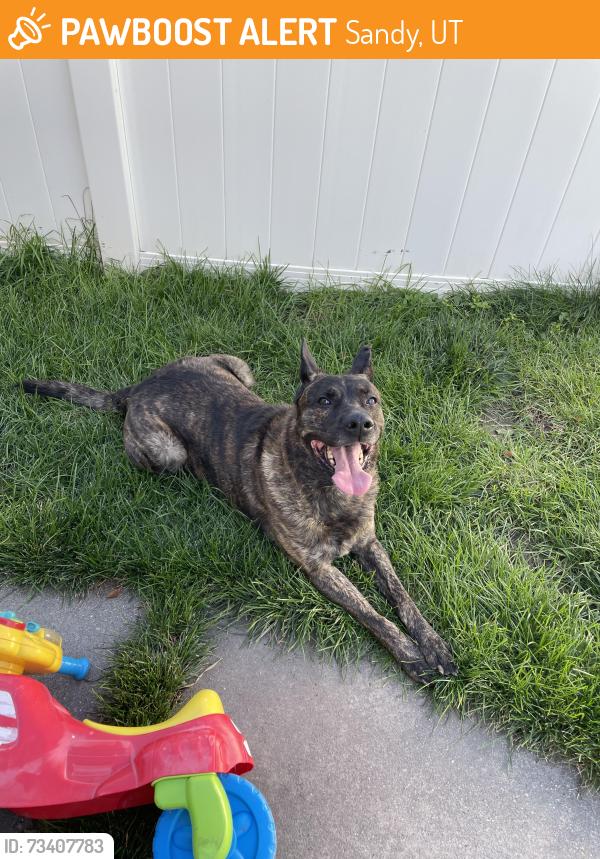 Found/Stray Male Dog last seen Angel st, Sandy, UT, Sandy, UT 84070