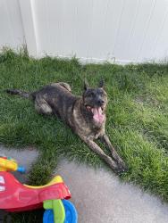 Found/Stray Male Dog last seen Angel st, Sandy, UT, Sandy, UT 84070