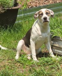 Reunited Female Dog last seen Three bridge road, Powhatan, VA 23139