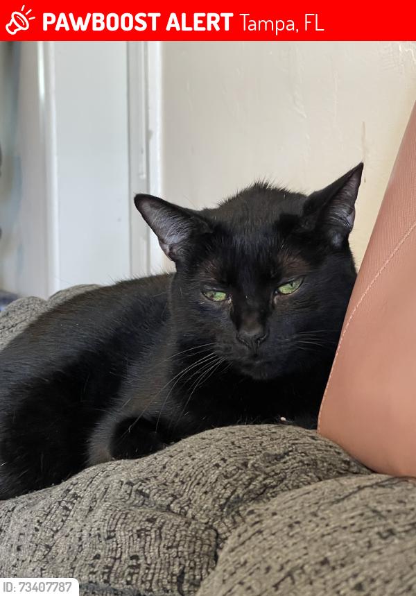 Lost Female Cat last seen Bay View and Clark Avenue, Tampa, Tampa, FL 33611