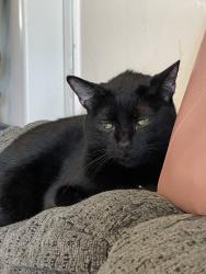 Lost Female Cat last seen Bay View and Clark Avenue, Tampa, Tampa, FL 33611