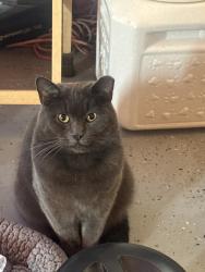Lost Male Cat last seen John st and west st garden grove ca, Garden Grove, CA 92840