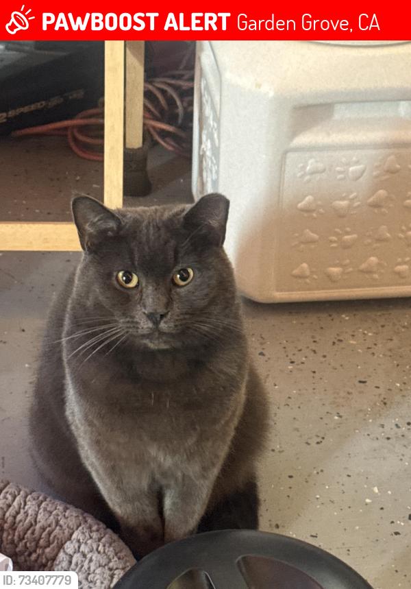 Lost Male Cat last seen John st and west st garden grove ca, Garden Grove, CA 92840