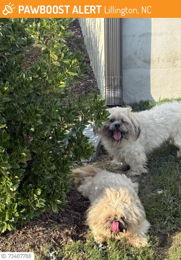Found/Stray Unknown Dog last seen Advice Rd and Jones Creek Ln, Lillington, NC 27546