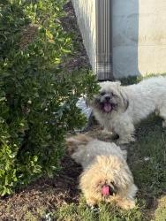 Found/Stray Unknown Dog last seen Advice Rd and Jones Creek Ln, Lillington, NC 27546
