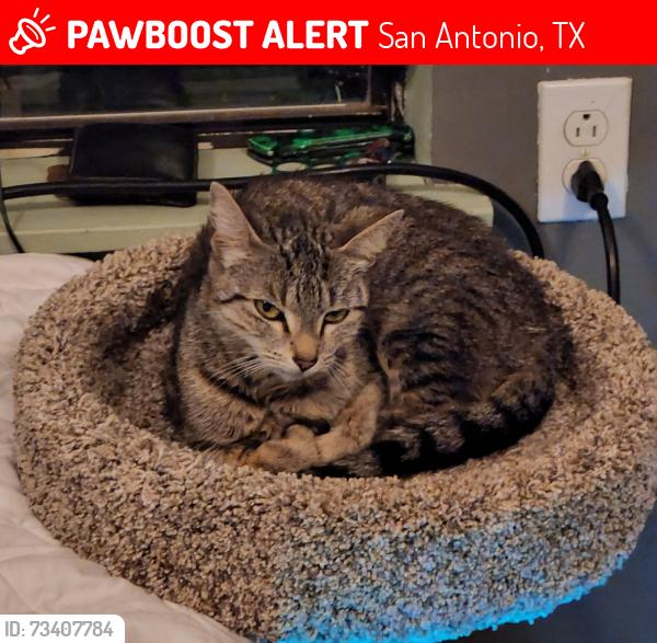 Lost Female Cat last seen In alley way, San Antonio, TX 78223