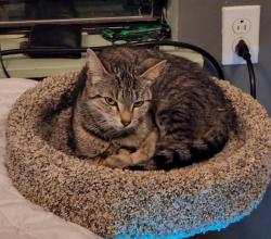 Lost Female Cat last seen In alley way, San Antonio, TX 78223