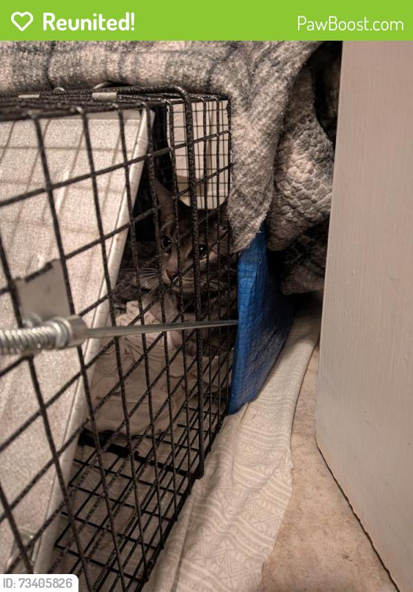 Reunited Unknown Cat last seen Scenic Ave, Livermore, CA 94551