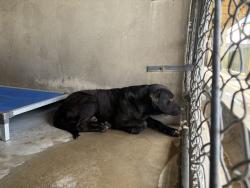 Shelter Stray Male Dog last seen Near BLOCK SEPULVEDA, 333 Chandler Pl, San Bernardino, CA 92408, USA