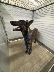 Shelter Stray Male Dog last seen Near BLOCK 4TH ST, 333 Chandler Pl, San Bernardino, CA 92408, USA