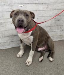 Shelter Stray Male Dog last seen MICHIGAN ST X GRAY ST, 333 Chandler Pl, San Bernardino, CA 92408, USA