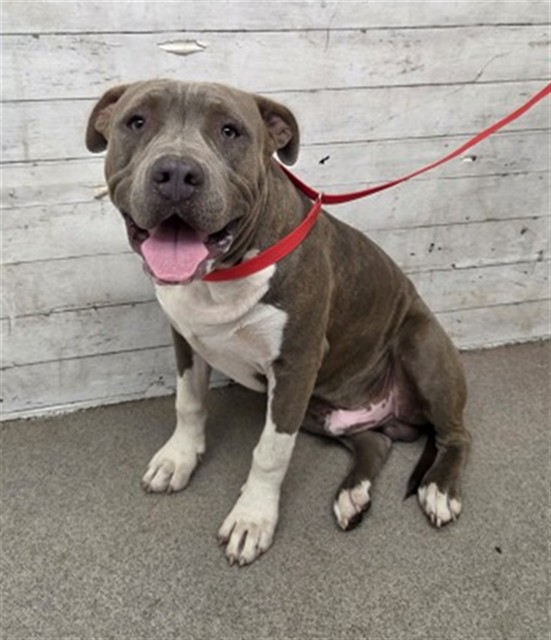 Shelter Stray Male Dog last seen MICHIGAN ST X GRAY ST, 333 Chandler Pl, San Bernardino, CA 92408, USA