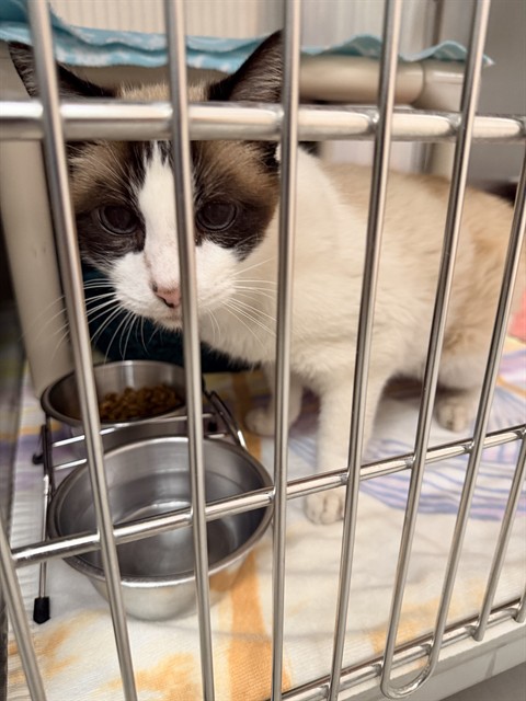 Shelter Stray Male Cat last seen EAST PELTASON/ENGINEER RD, 92617, 6443 Oak Canyon, Irvine, CA 92618, USA