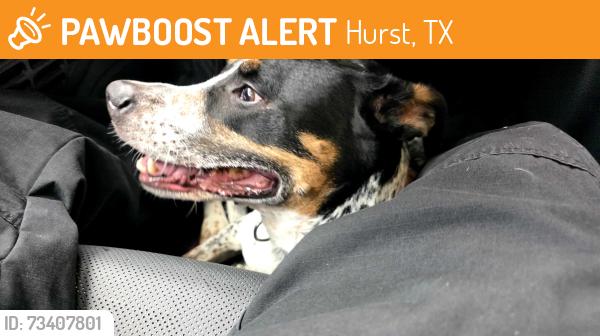 Found/Stray Female Dog last seen Billie Ruth and Pipeline, Hurst, TX 76053