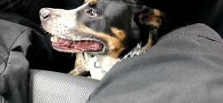 Found/Stray Female Dog last seen Billie Ruth and Pipeline, Hurst, TX 76053