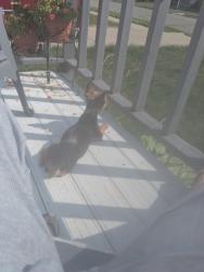 Lost Male Dog last seen Frazho, Roseville, MI 48066