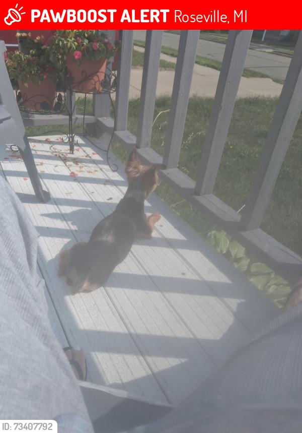 Lost Male Dog last seen Frazho, Roseville, MI 48066