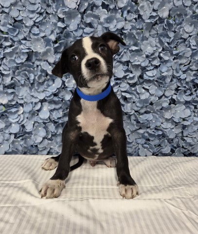 Shelter Stray Male Dog last seen Near BLOCK STEELE AVE, BAKERSFIELD CA 93305, 3951 Fruitvale Ave, Bakersfield, CA 93308, USA