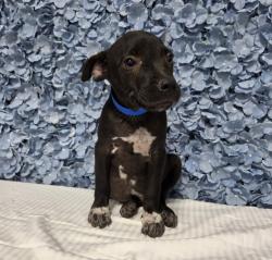 Shelter Stray Male Dog last seen Near BLOCK STEELE AVE, BAKERSFIELD CA 93305, 3951 Fruitvale Ave, Bakersfield, CA 93308, USA
