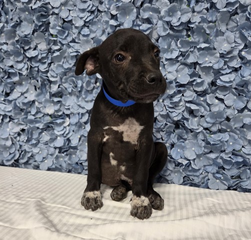 Shelter Stray Male Dog last seen Near BLOCK STEELE AVE, BAKERSFIELD CA 93305, 3951 Fruitvale Ave, Bakersfield, CA 93308, USA