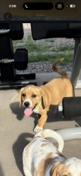 Lost Male Dog last seen Longmore/university, Mesa, AZ 85201