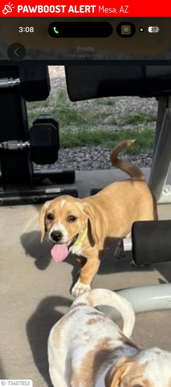 Lost Male Dog last seen Longmore/university, Mesa, AZ 85201