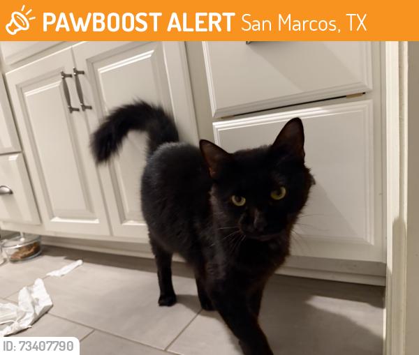 Found/Stray Unknown Cat last seen North street and Hopkins, San Marcos, TX 78666
