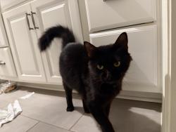 Found/Stray Unknown Cat last seen North street and Hopkins, San Marcos, TX 78666