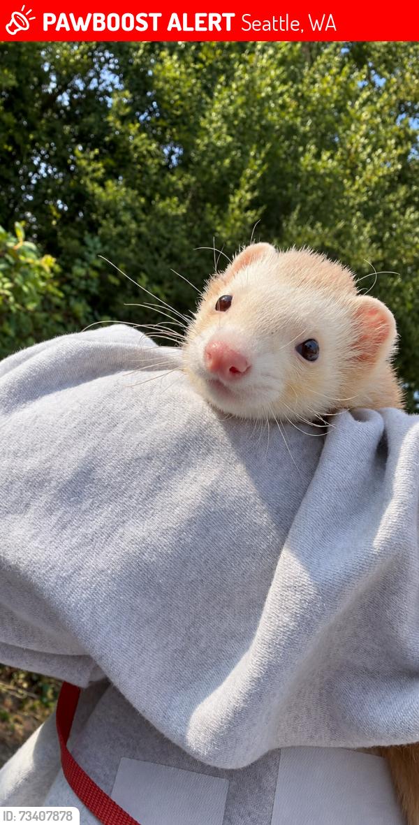 Lost Male Ferret last seen Near E Green Lake Dr N, Seattle, WA 98115, Seattle, WA 98115