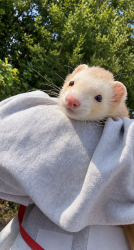 Lost Male Ferret last seen Near E Green Lake Dr N, Seattle, WA 98115, Seattle, WA 98115