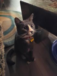 Lost Male Cat last seen Near Wappingers cemetery and west main street wappingers falls, Poughkeepsie, NY 12590
