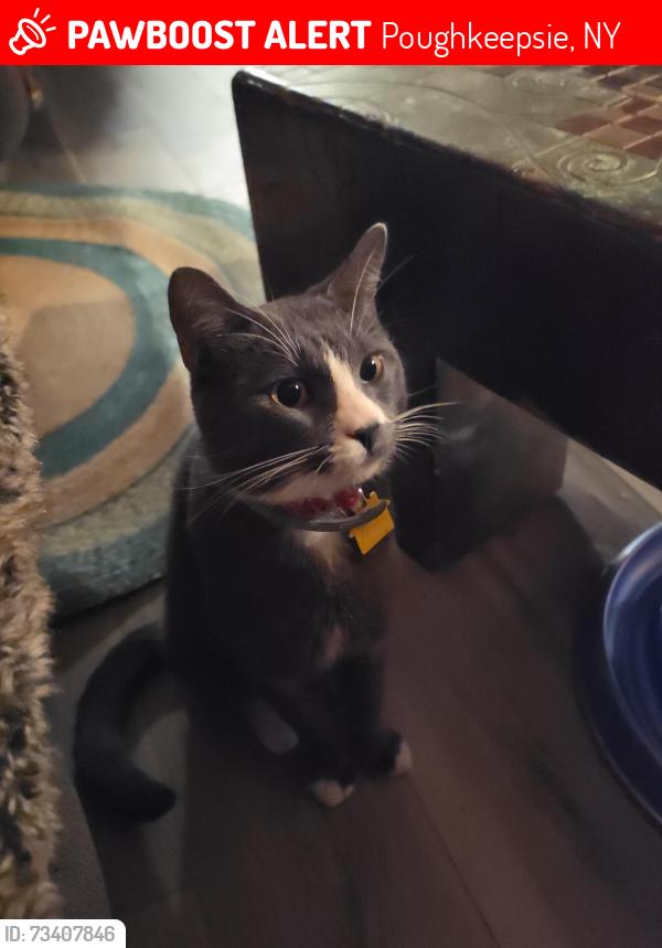 Lost Male Cat last seen Near Wappingers cemetery and west main street wappingers falls, Poughkeepsie, NY 12590