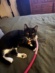 Reunited Female Cat last seen Greystone court Exton pa . Exton crossing, Exton, PA 19341
