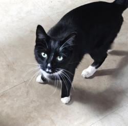 Lost Male Cat last seen Happy top, 2001, ky 82, Spout Springs Rd, KY 40312