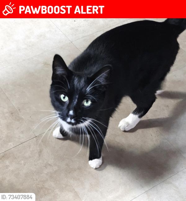 Lost Male Cat last seen Happy top, 2001, ky 82, Spout Springs Rd, KY 40312